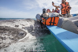 A long awaited first kiss on a friendly gray whale calf i... by Shane Keena 